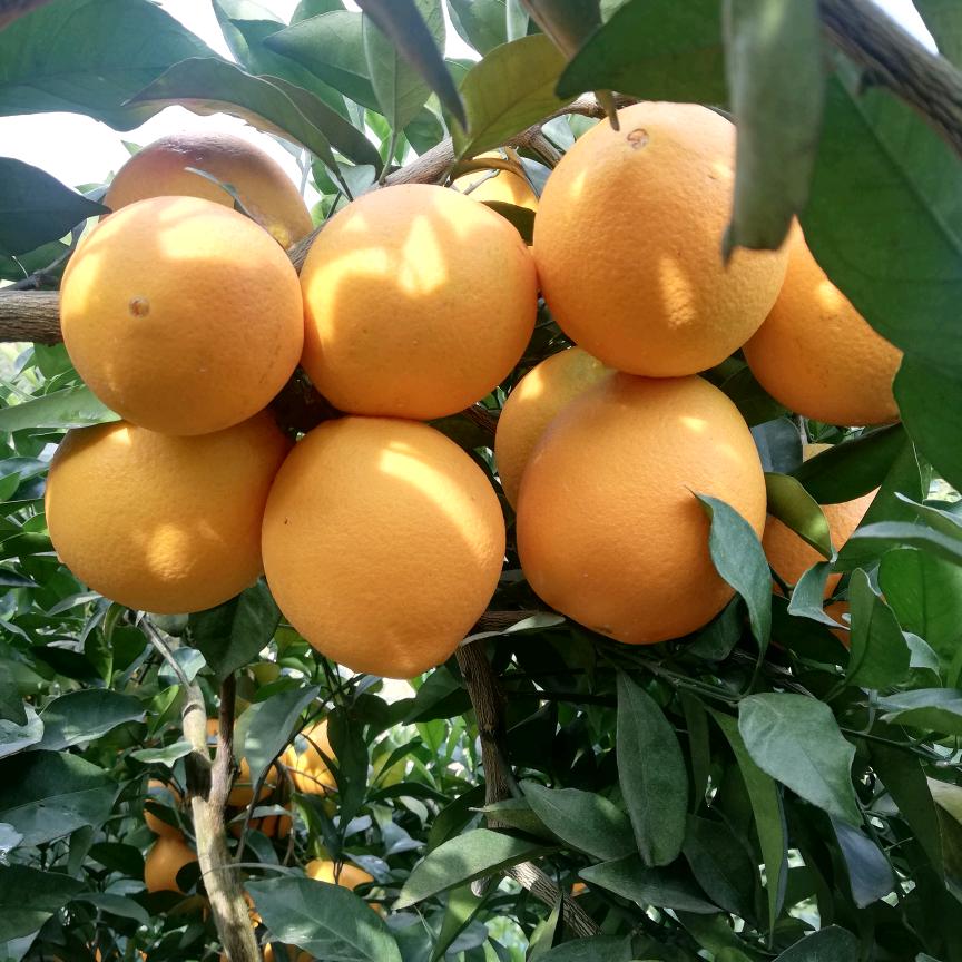 果鲜园水果店总部