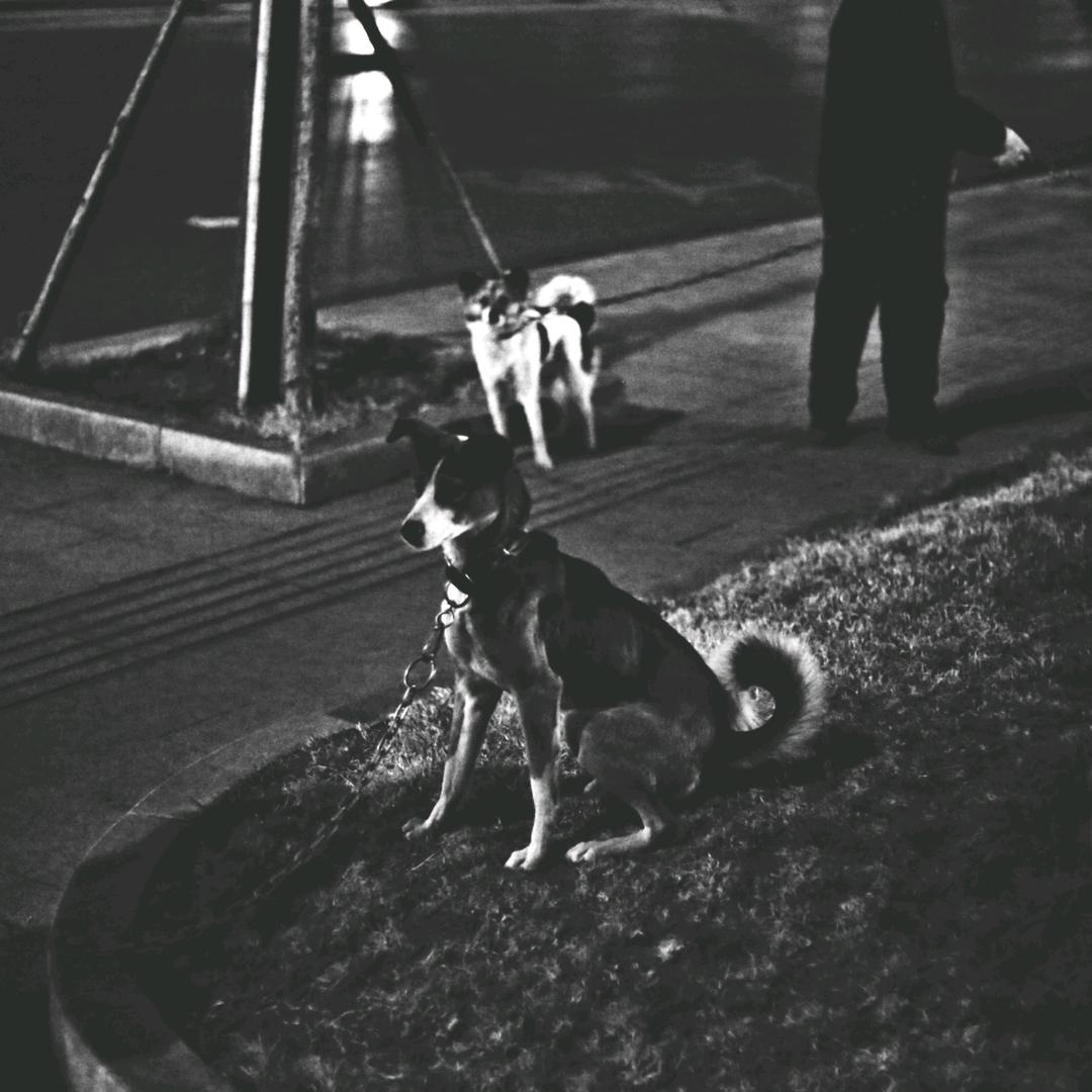 不会按快门的KS📷