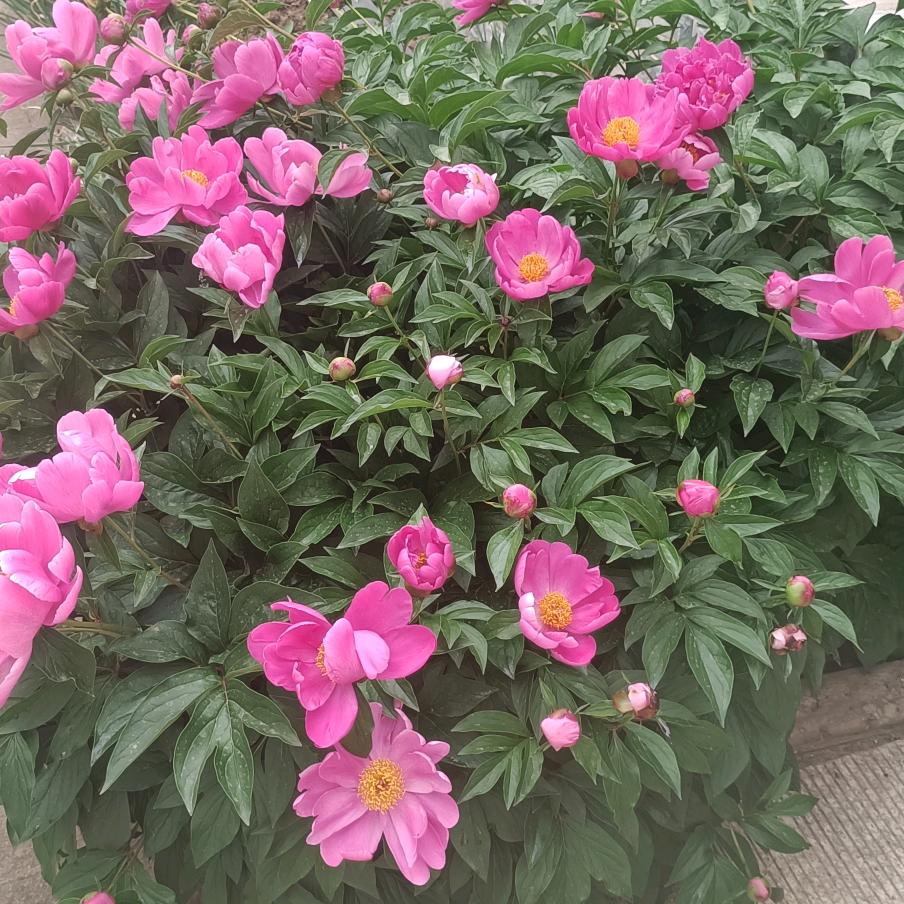 春暖花开