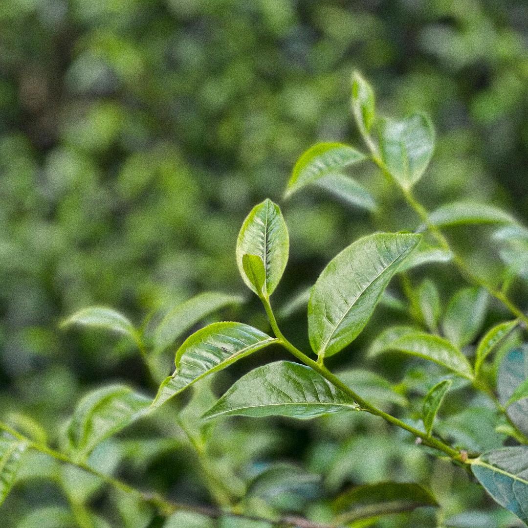 一叶茶香