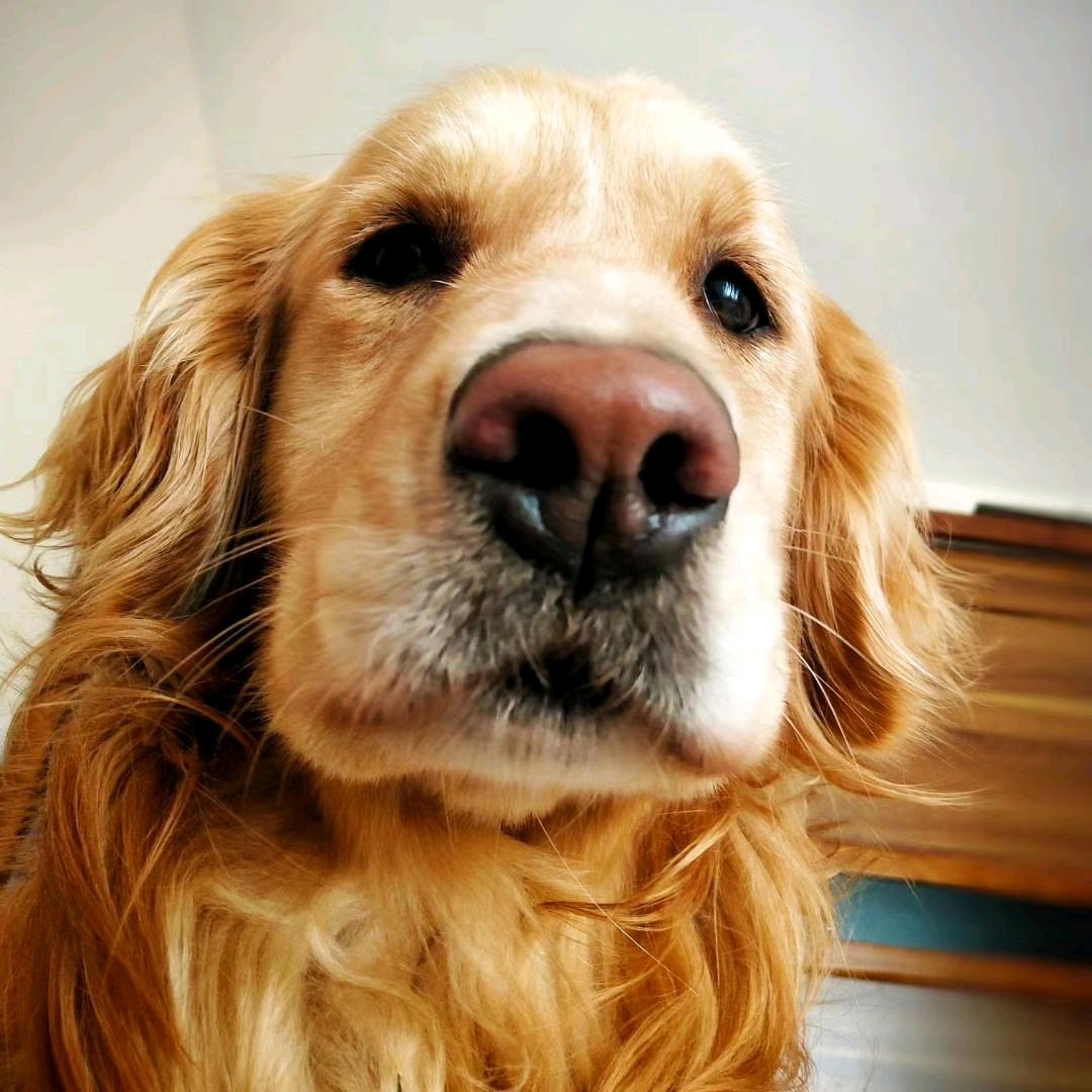 王小狗聊训犬