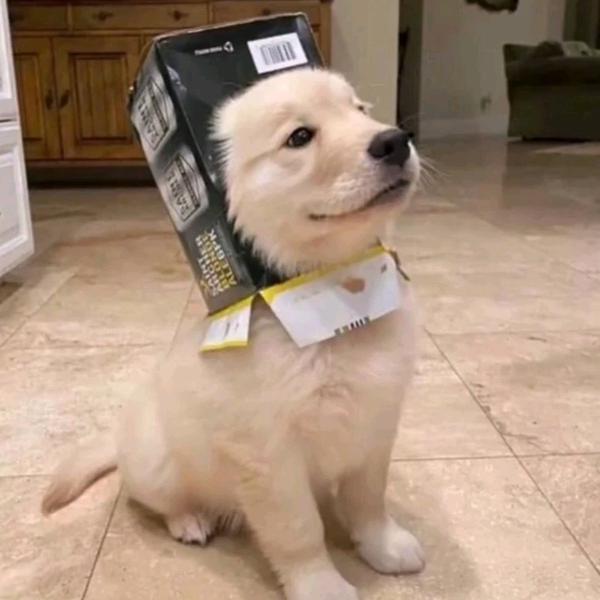 小新