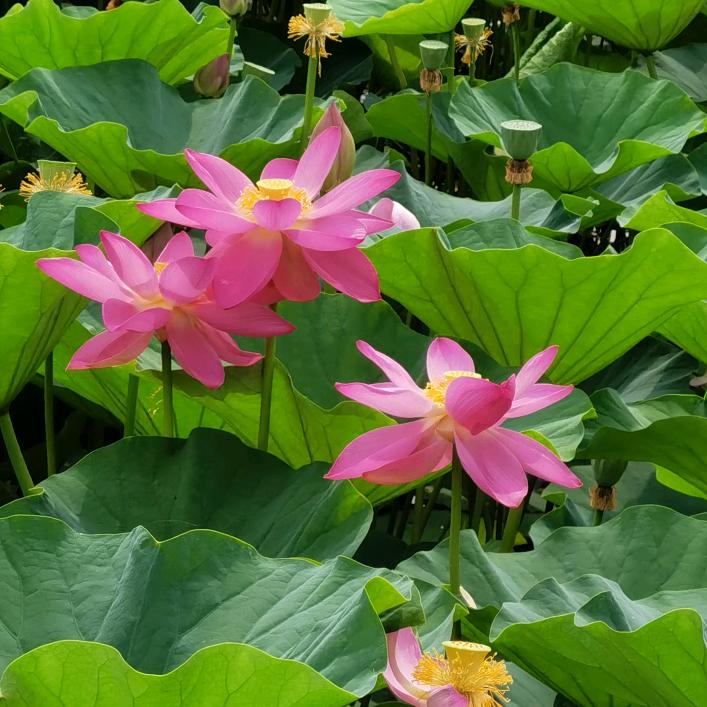面朝大海🌸