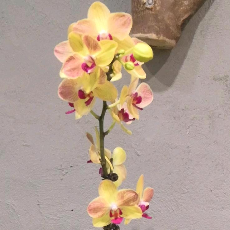 花开