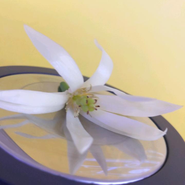 绿萝