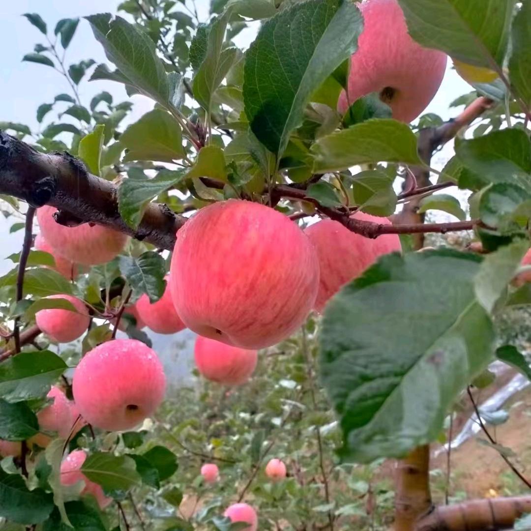 丐帮帮主张主席