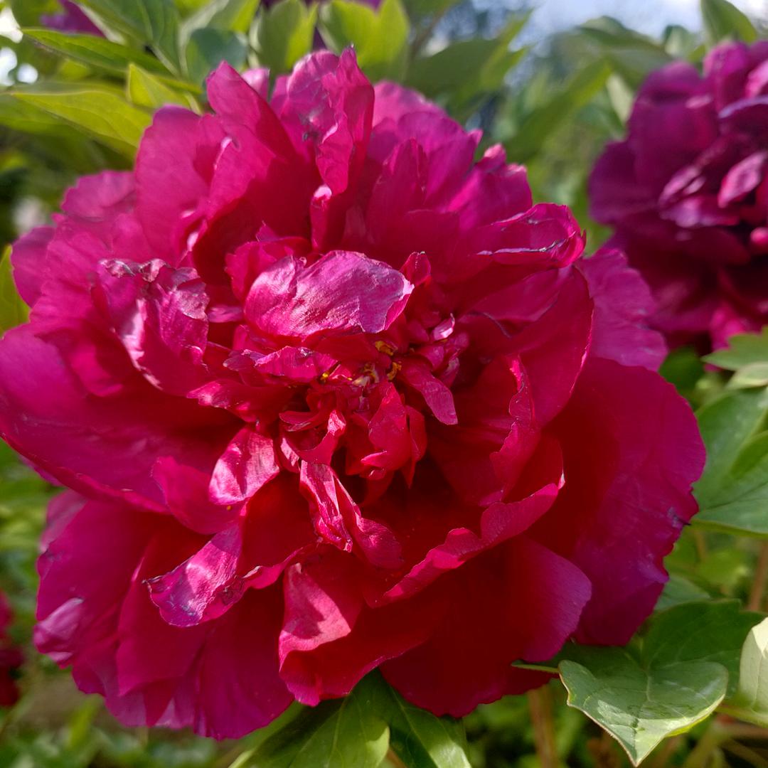 花花的花花世界