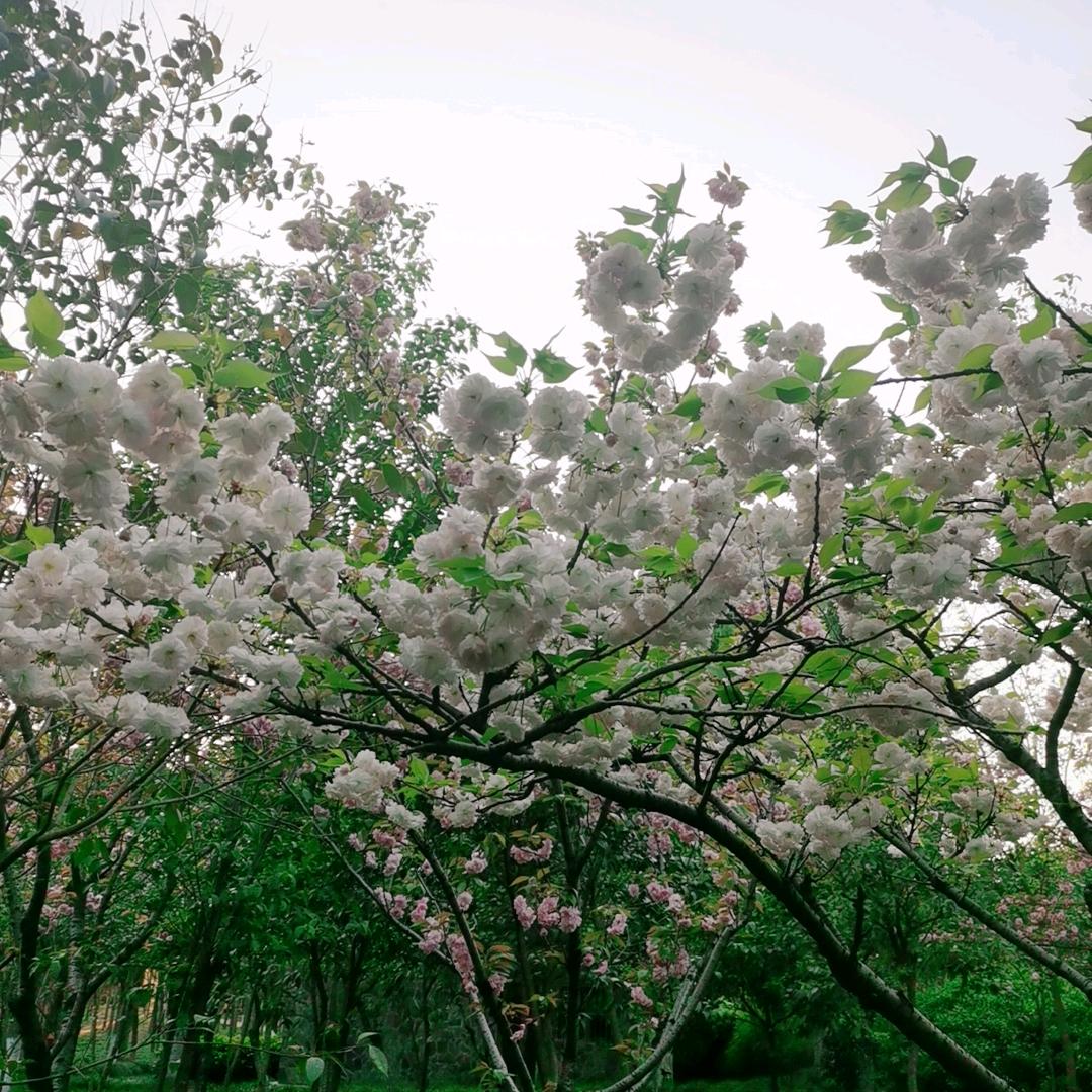 小苏
