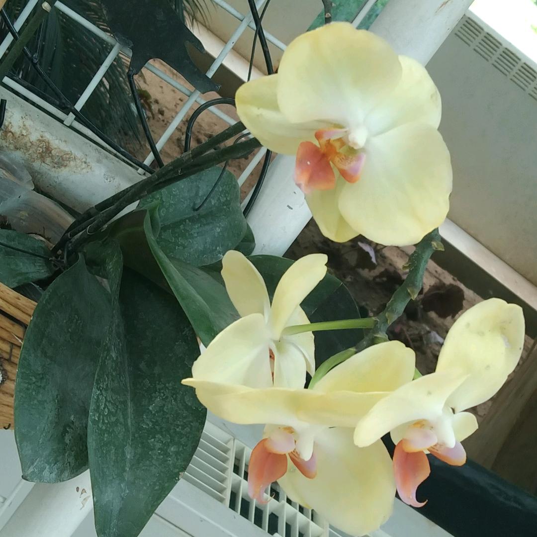 迟遇《四妹小号》