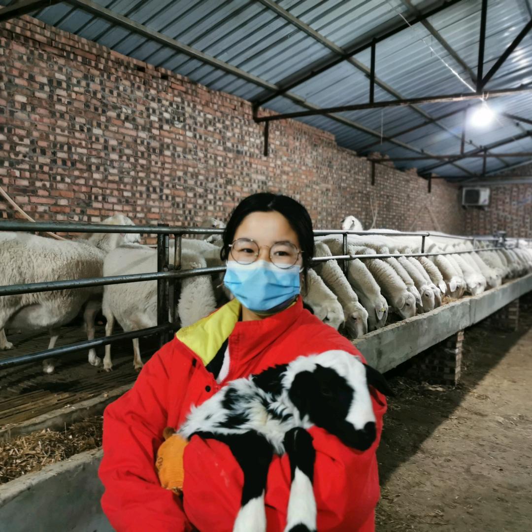 宜阳恒阳湖羊厂