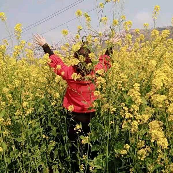 薰衣草128420051