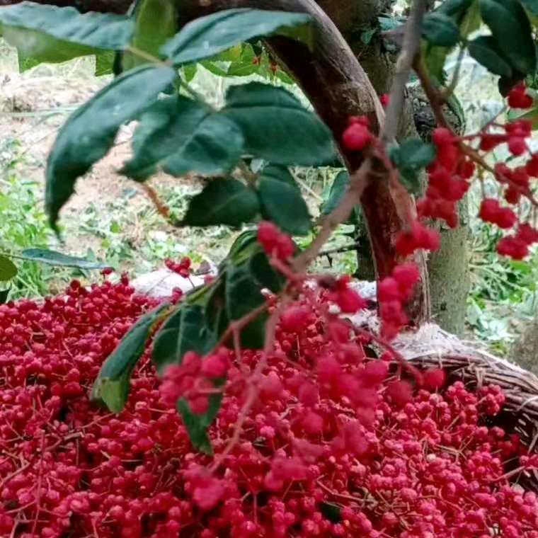 文县玉庆花椒生态农业农民专业合作社