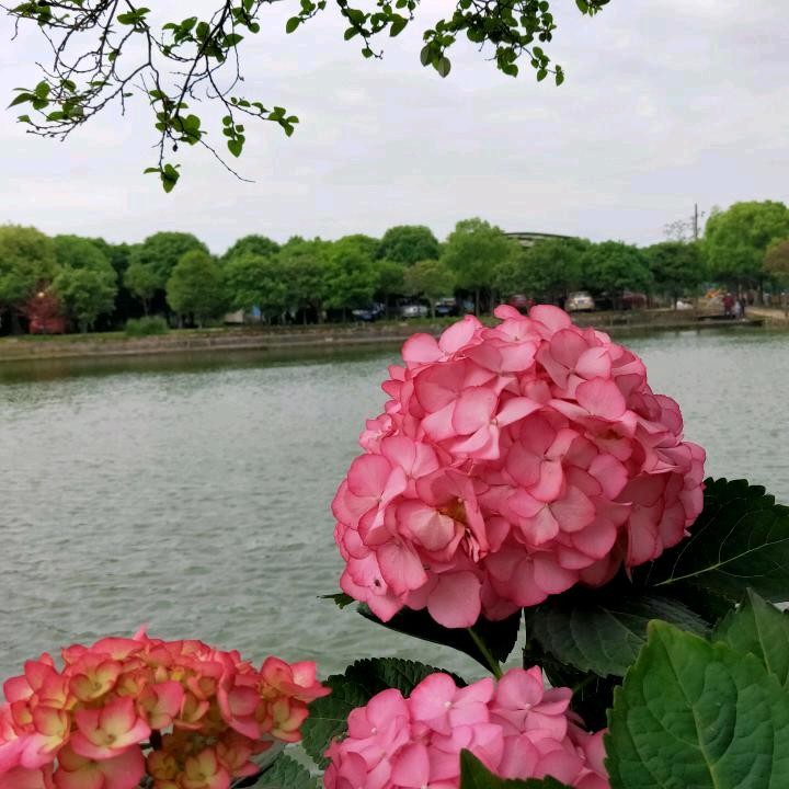 杉杉吖