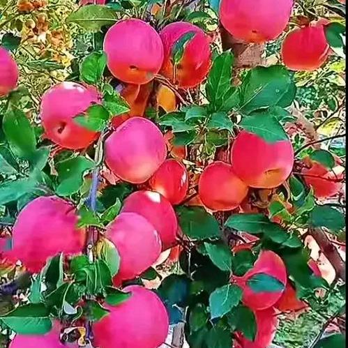 太阳花开在深圳
