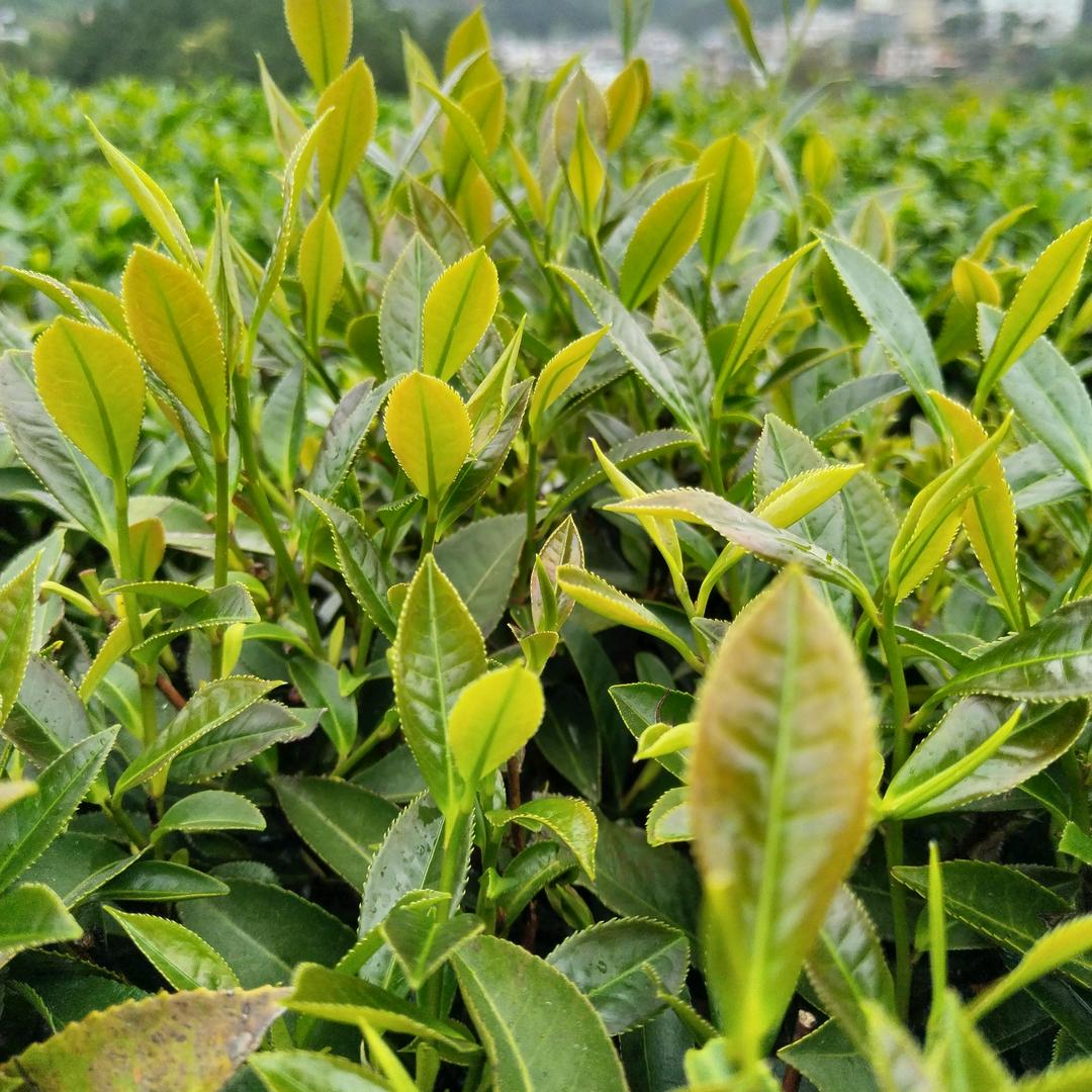 六堡茶姨