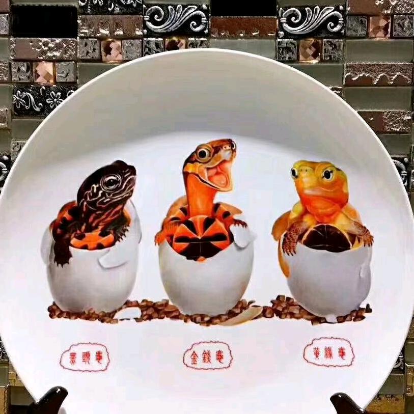 欢喜名龟个体店