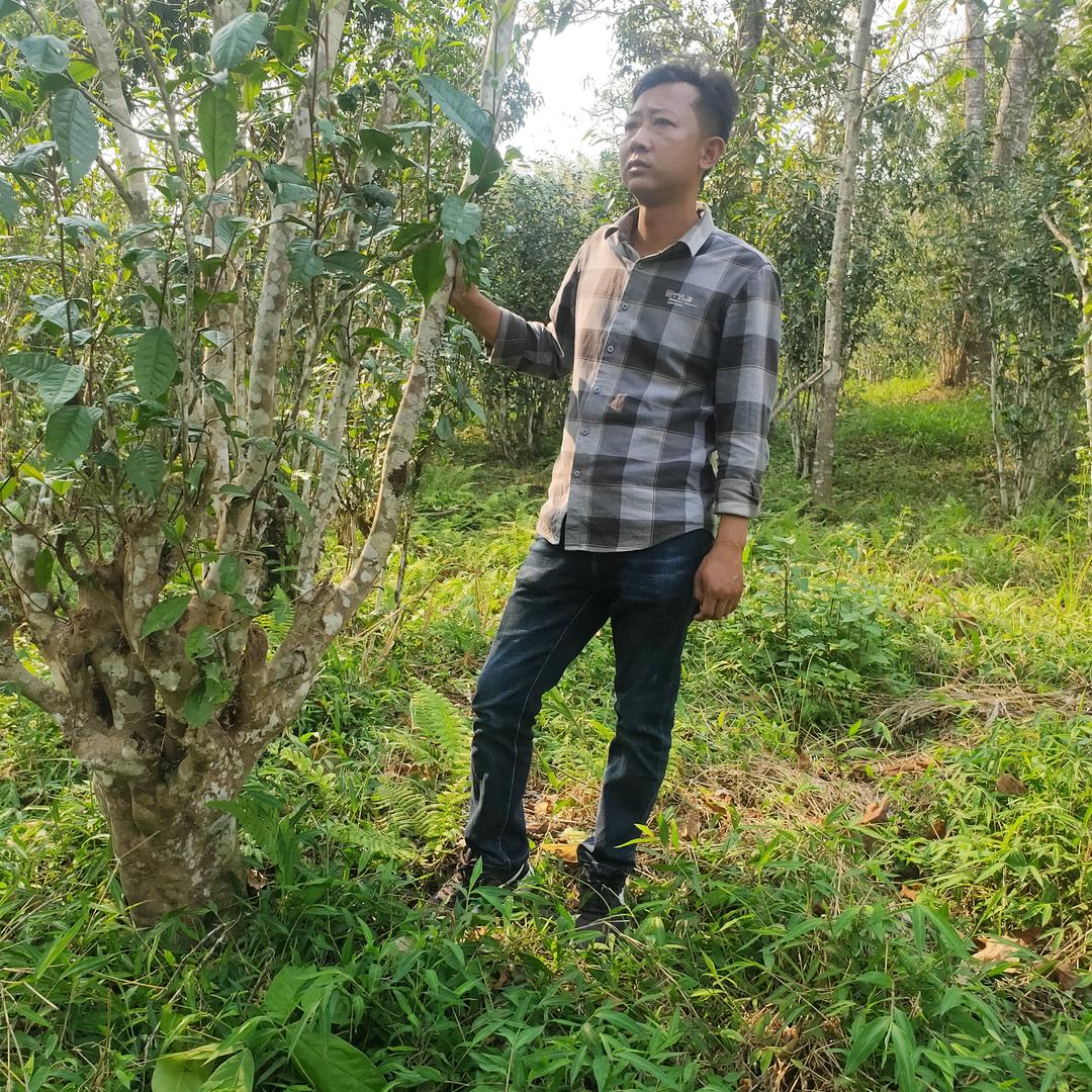茶农与茶