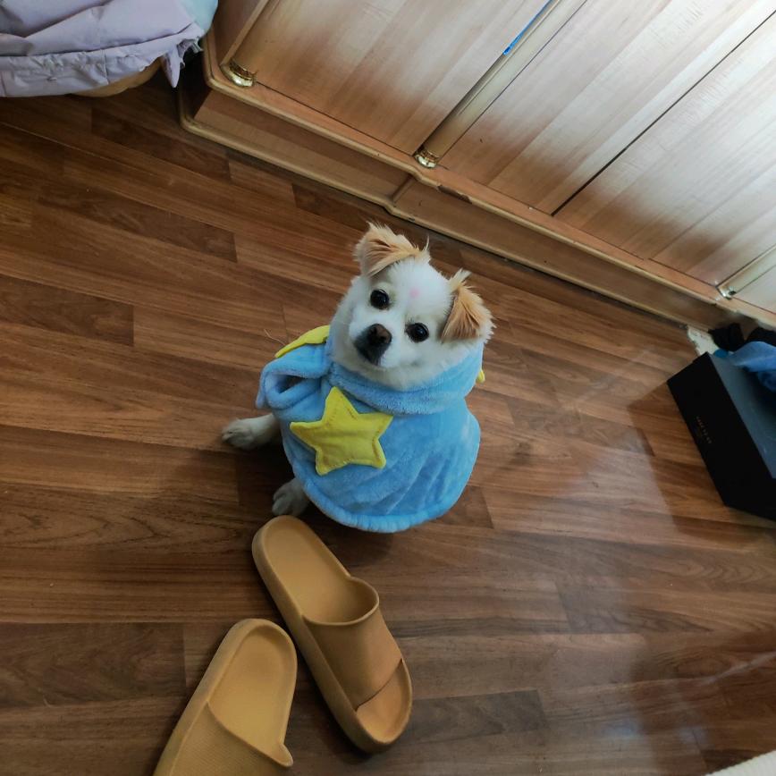 神仙兔