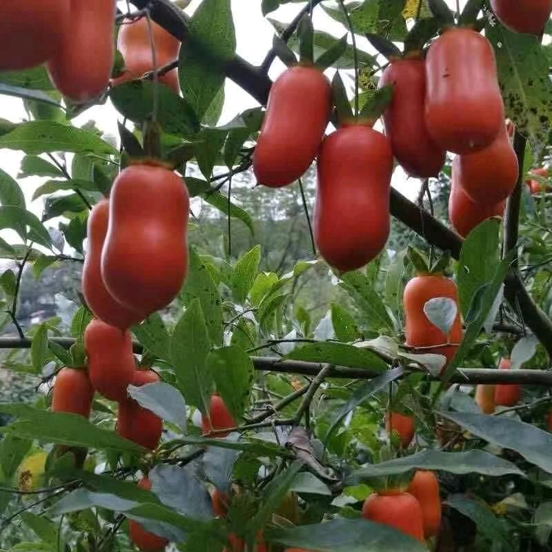 江门海尔专卖店