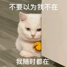 挚友(天天爱分享)