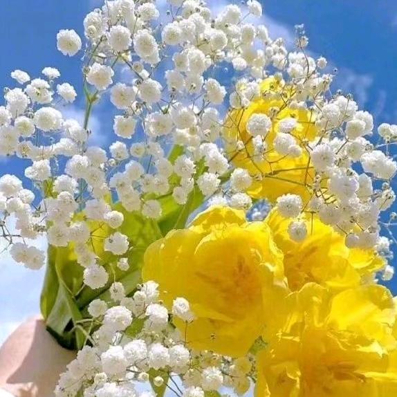 秋海棠（请勿连赞）