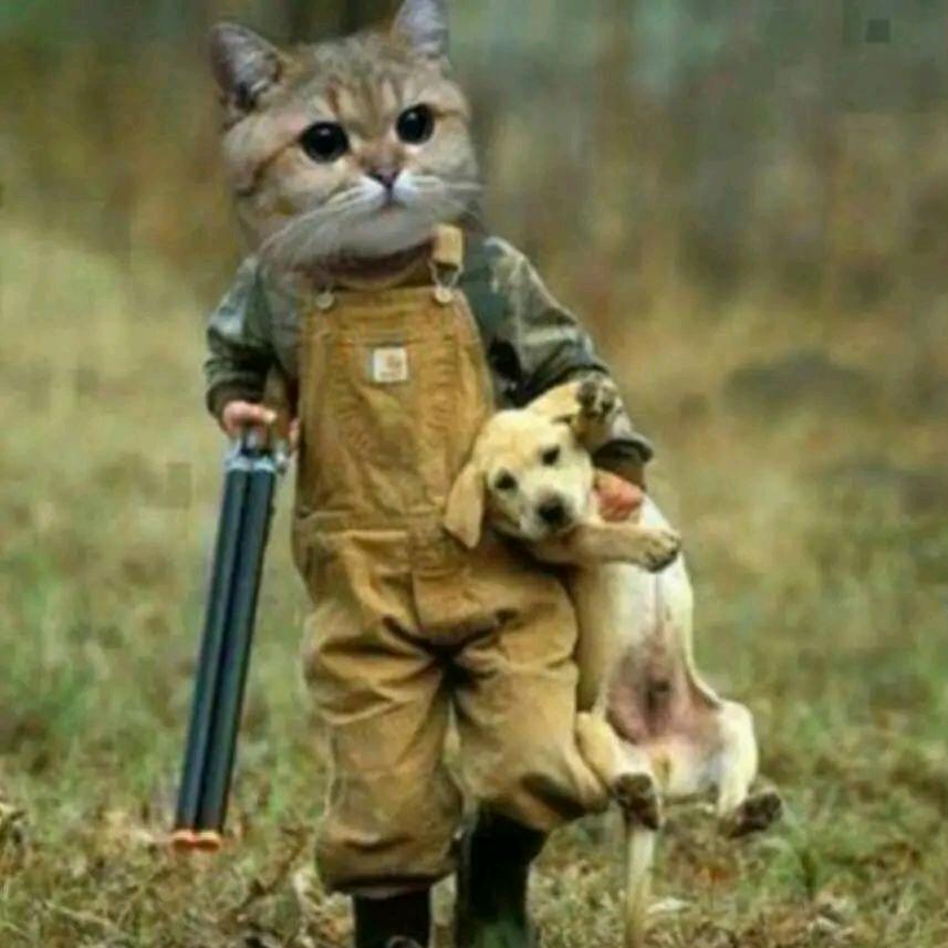 暴躁猫咪动漫