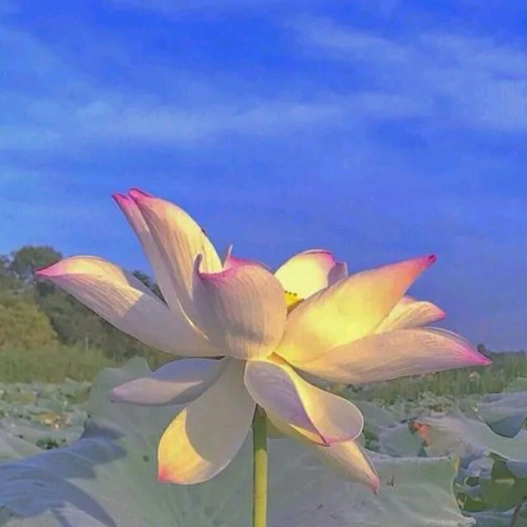 万事如意