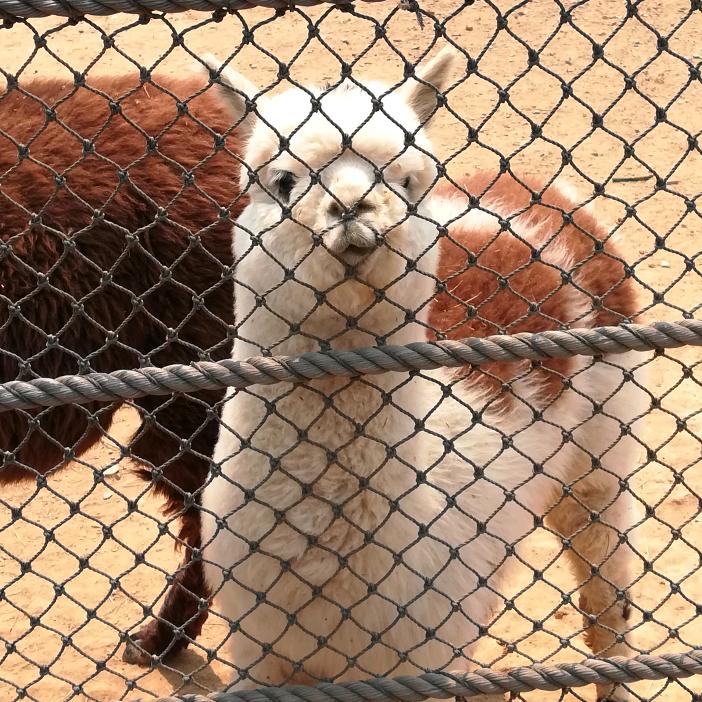 叶秀香