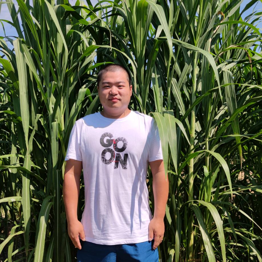 刘哥牧草  绿色养殖