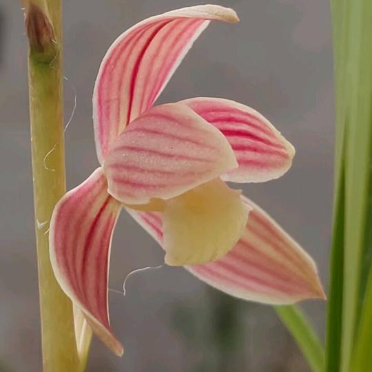 杨二兰花