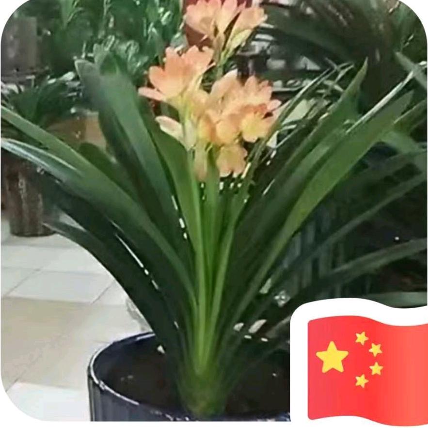 熊猫