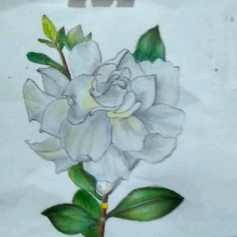 🌻清风徐来☘️