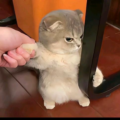 莫欢╭(╯ε╰)╮