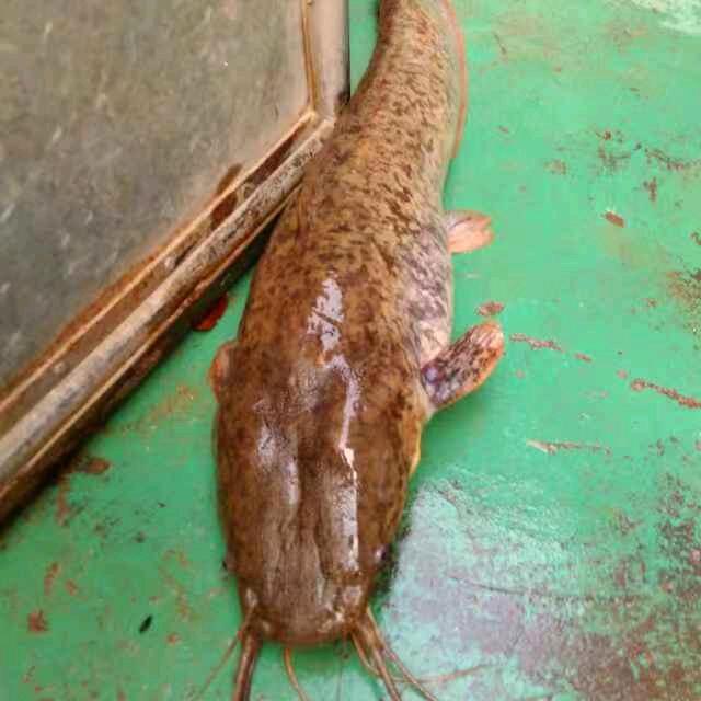 汤少