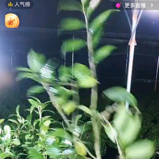 发动机