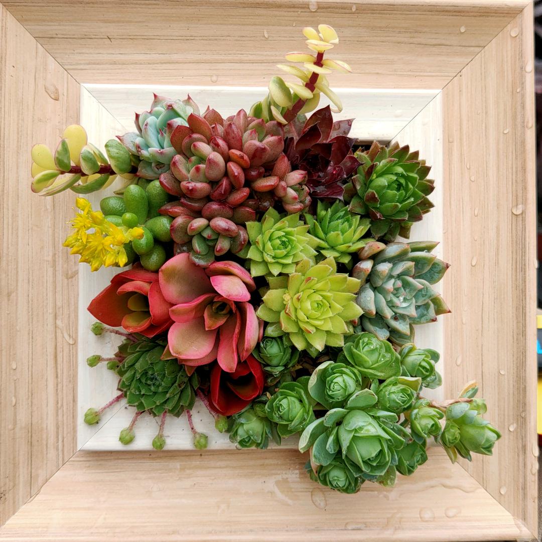 小马哥的花园