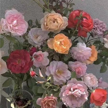 如风一样自由