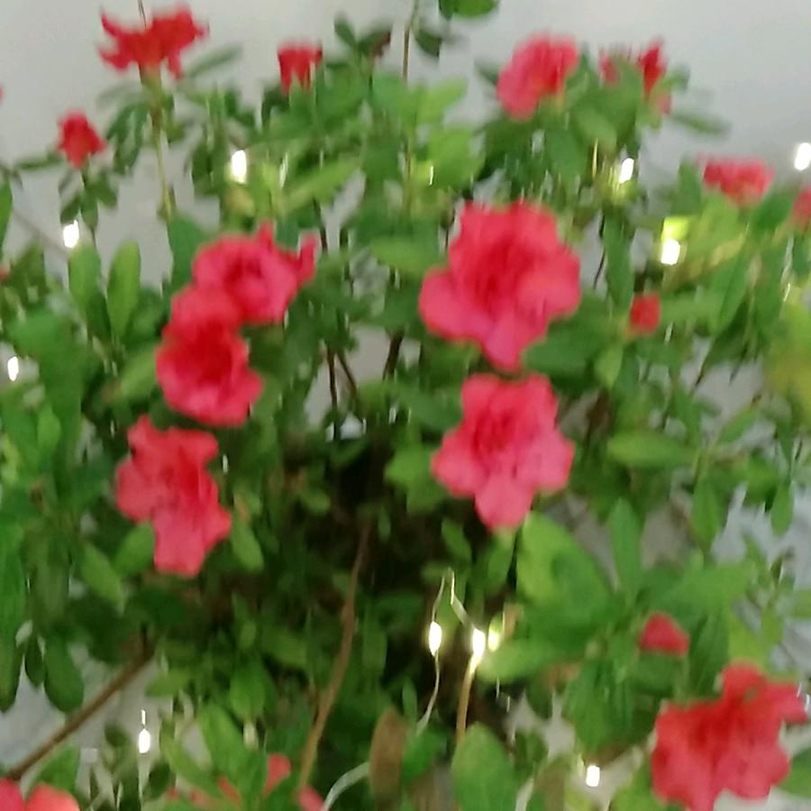 踏雪寻梅