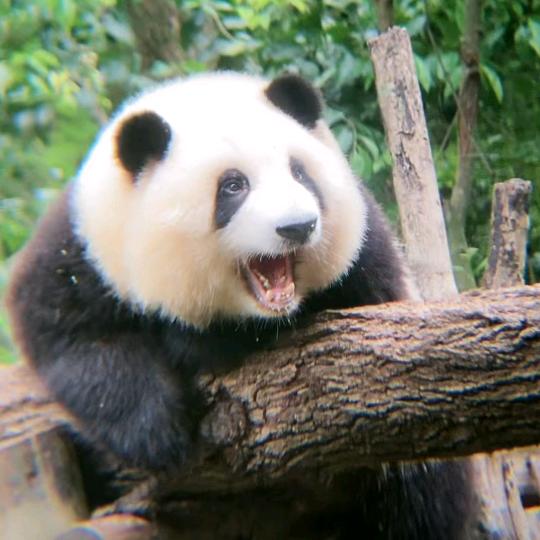 熊猫和花