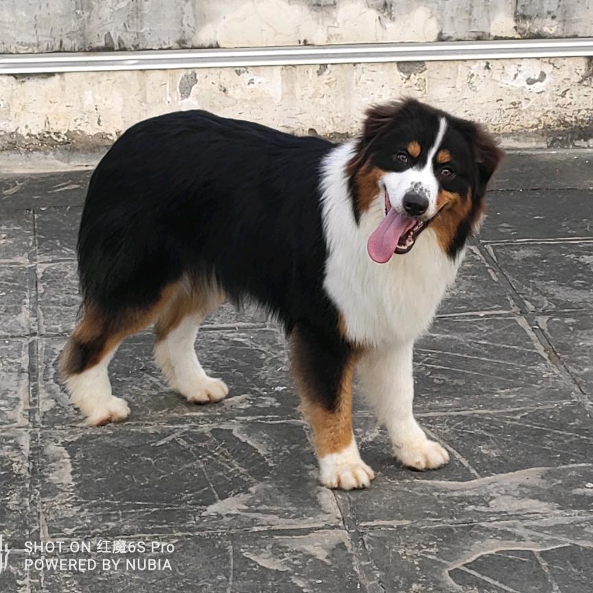 澳缘犬舍
