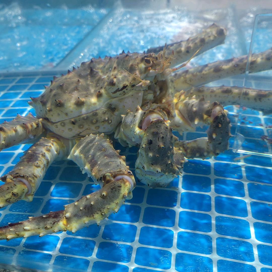 观沧海(高压哥）