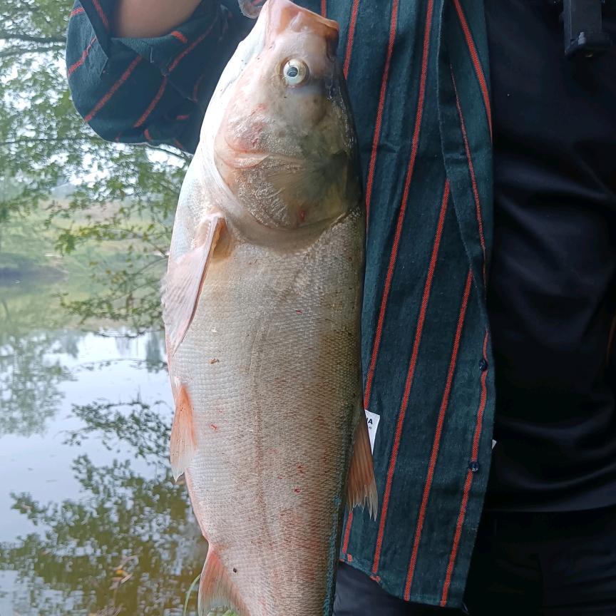 钓鱼风云榜