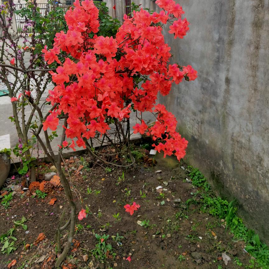 汪显富