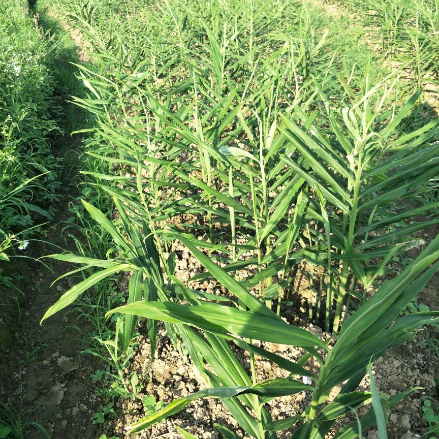 我也种姜，或代收姜