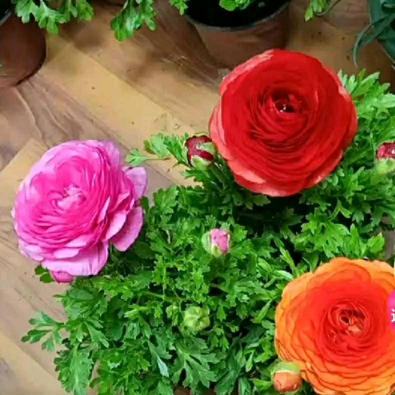 雅芝外婆