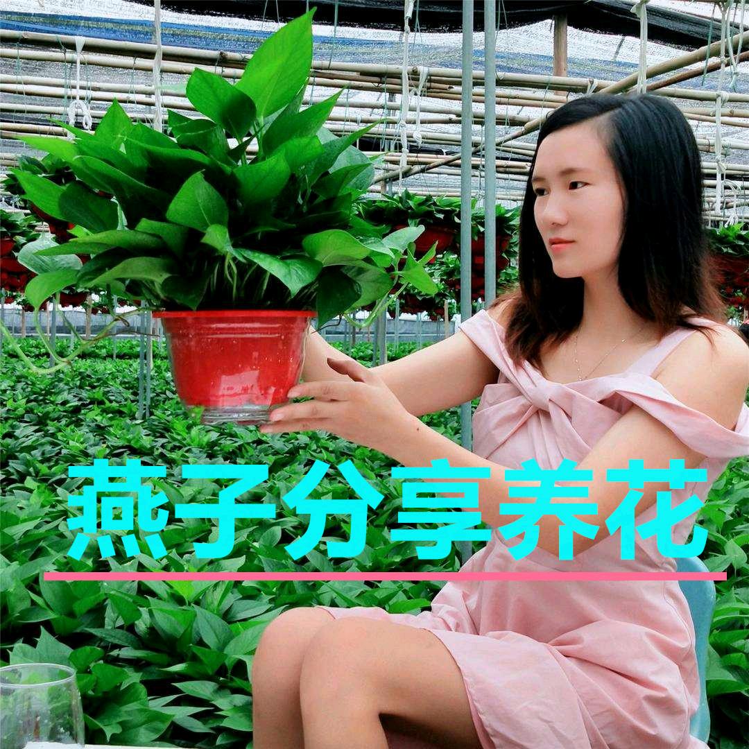 燕子爱养花