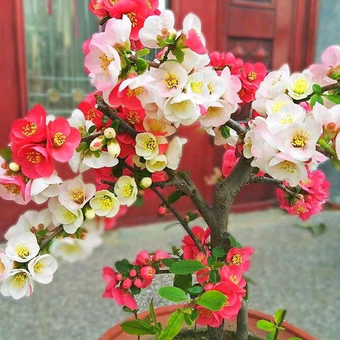 🌸美好时光🌸🌴🍁