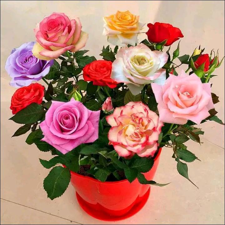 敏💝
