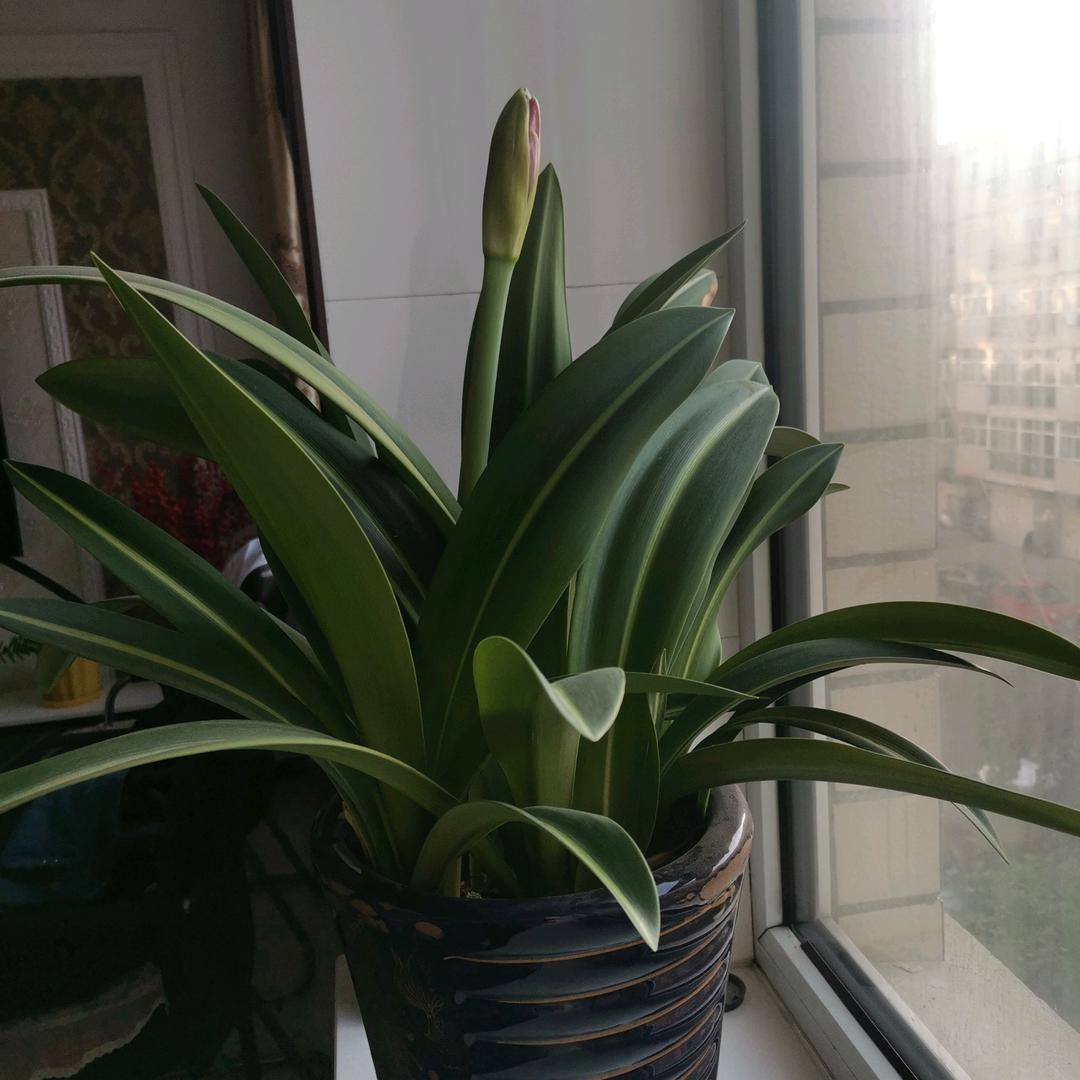 阳光88