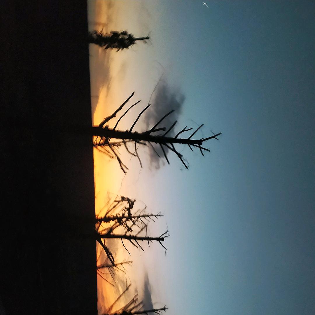 枫